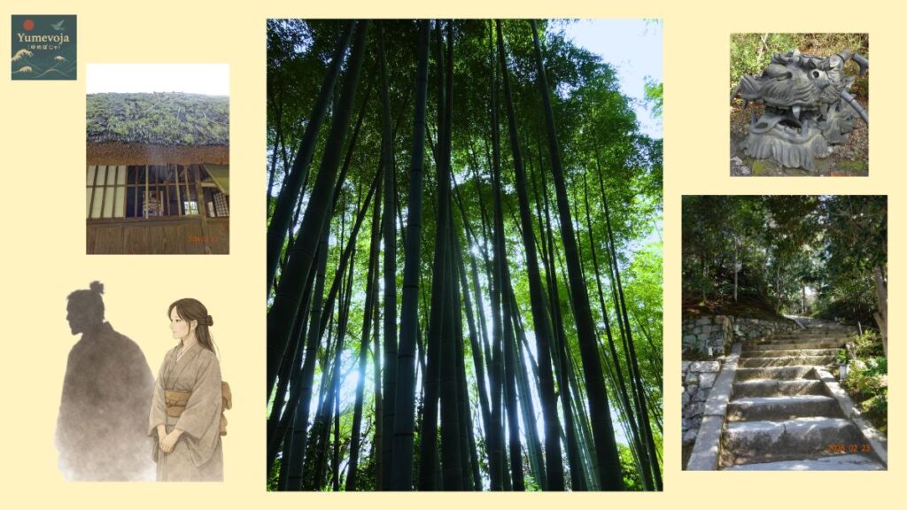 kodaiji bamboo grove kyoto sunlight bamboo forest japan quiet nature