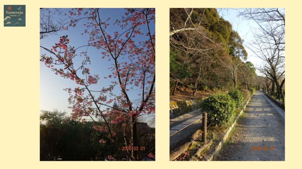 哲学の道 京都 桜 散歩 小道 東山 春 夕方 観光